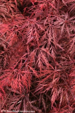 Firefall Lace Leaf Japanese Maple - 2 Gallon Pot -Wilson Bros Gardens Japanese Maple Firefall 3 1