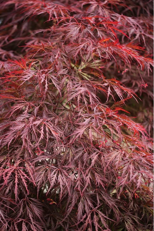 Firefall Lace Leaf Japanese Maple - 5 Gallon Pot 1 Firefall Lace Leaf Japanese Maple - 5 Gallon Pot