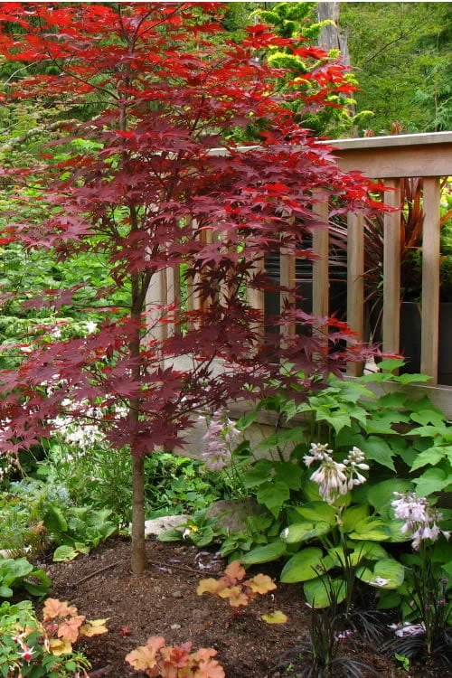 Fireglow Red Leaf Japanese Maple - 3 Gallon Pot 4 Fireglow Red Leaf Japanese Maple - 3 Gallon Pot - Image 4