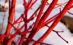 Little Sango' Dwarf Coral Bark Japanese Maple - 5 Gallon Pot 15 Little Sango' Dwarf Coral Bark Japanese Maple - 5 Gallon Pot -Wilson Bros Gardens Japanese Maple Fjellheim 2 2