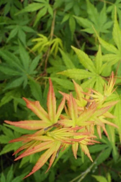 Glowing Embers Japanese Maple - 7 Gallon Pot (7'+) 13 Glowing Embers Japanese Maple - 7 Gallon Pot (7'+) -Wilson Bros Gardens Japanese Maple Glowing Embers 6 1