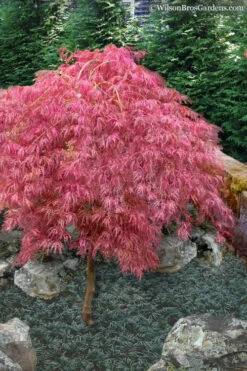 Hana Matoi Pink Leaf Japanese Maple- 6 Gallon Pot