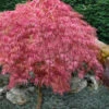 Hana Matoi Pink Leaf Japanese Maple - Acer Palmatum - 3 Gallon Pot
