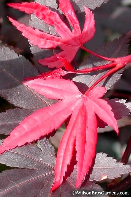 Red 'N Summer Japanese Maple - Acer Palmatum 'Hefner's Red' - 1 Gallon Pot 7 Red 'N Summer Japanese Maple - Acer Palmatum 'Hefner's Red' - 1 Gallon Pot - Image 7