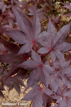 Red 'N Summer Japanese Maple - Acer Palmatum 'Hefner's Red' - 3 Gallon Pot (3-4') -Wilson Bros Gardens Japanese Maple Hefners Red 21 2