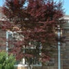Red 'N Summer Japanese Maple - Acer Palmatum 'Hefner's Red' - 1 Gallon Pot