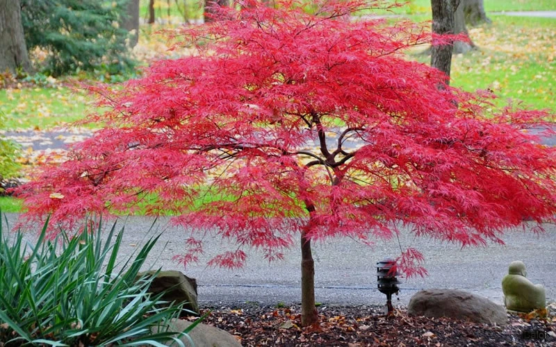 Inaba Shidare Red Japanese Maple - 1 Gallon Pot (High Graft Tree Form) 5 Inaba Shidare Red Japanese Maple - 1 Gallon Pot (High Graft Tree Form) - Image 5