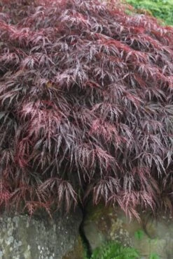 Inaba Shidare Red Japanese Maple - 2 Gallon Pot -Wilson Bros Gardens Japanese Maple Inaba Shidare 5 4