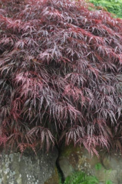 Inaba Shidare Red Japanese Maple - 1 Gallon Pot (High Graft Tree Form) 8 Inaba Shidare Red Japanese Maple - 1 Gallon Pot (High Graft Tree Form) -Wilson Bros Gardens Japanese Maple Inaba Shidare 5 6