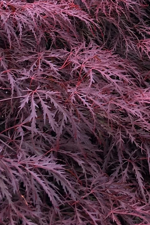 Inaba Shidare Red Japanese Maple - 5 Gallon Pot (3-4') 1 Inaba Shidare Red Japanese Maple - 5 Gallon Pot (3-4')