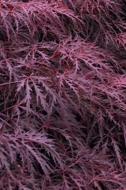 Inaba Shidare Red Japanese Maple - 5 Gallon Pot (High Graft Tree Form)
