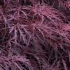 Inaba Shidare Red Japanese Maple - 1 Gallon Pot