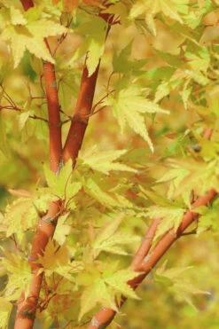 Japanese SunriseJapanese Maple - 3 Gallon Pot 9 Japanese SunriseJapanese Maple - 3 Gallon Pot -Wilson Bros Gardens Japanese Maple Japanese Sunrise Bark 500x700 2