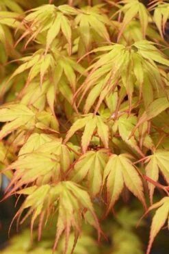 Katsura Japanese Maple - 3 Gallon Pot -Wilson Bros Gardens Japanese Maple Katsura 1 1