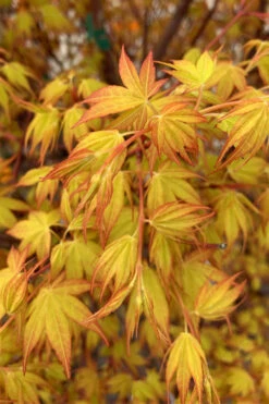 Katsura Japanese Maple - 1 Gallon Pot -Wilson Bros Gardens Japanese Maple Katsura 4