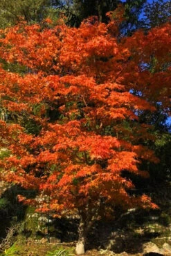 Katsura Japanese Maple - 3 Gallon Pot (4-5') (SALE) 9 Katsura Japanese Maple - 3 Gallon Pot (4-5') (SALE) -Wilson Bros Gardens Japanese Maple Katsura 5 3