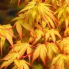 Katsura Japanese Maple - 3 Gallon Pot (4-5') (SALE)