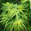 Mikawa Yatsubusa Japanese Maple - 1 Gallon Pot