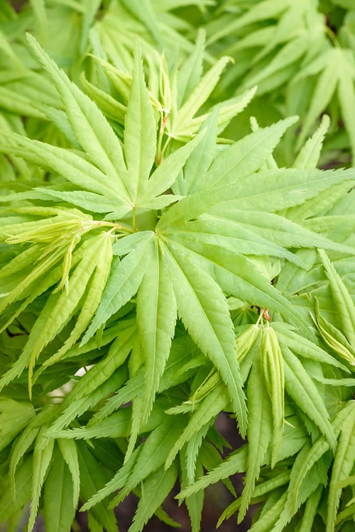 Mikawa Yatsubusa Japanese Maple - 3 Gallon Pot (2-3') 5 Mikawa Yatsubusa Japanese Maple - 3 Gallon Pot (2-3') - Image 5