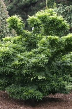 Mikawa Yatsubusa Japanese Maple - 5 Gallon Pot -Wilson Bros Gardens Japanese Maple Mikawa Yatsubusa 8