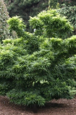 Mikawa Yatsubusa Japanese Maple - 3 Gallon Pot (2-3') 11 Mikawa Yatsubusa Japanese Maple - 3 Gallon Pot (2-3') -Wilson Bros Gardens Japanese Maple Mikawa Yatsubusa 8 8