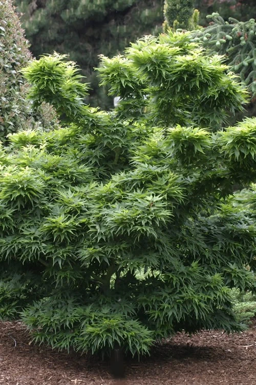 Mikawa Yatsubusa Japanese Maple - 3 Gallon Pot (2-3') 6 Mikawa Yatsubusa Japanese Maple - 3 Gallon Pot (2-3') - Image 6