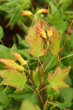 Mitsuba Yama Japanese Maple - 5 Gallon Pot 8 Mitsuba Yama Japanese Maple - 5 Gallon Pot -Wilson Bros Gardens Japanese Maple Mitsuba Yama 1 1