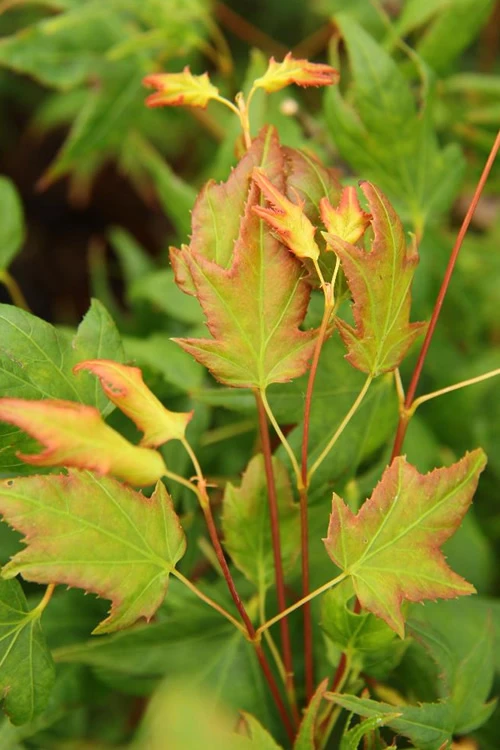 Mitsuba Yama Japanese Maple - 5 Gallon Pot 4 Mitsuba Yama Japanese Maple - 5 Gallon Pot - Image 4