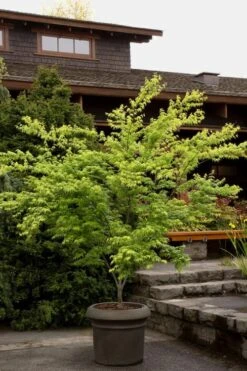 Mitsuba Yama Japanese Maple - 5 Gallon Pot -Wilson Bros Gardens Japanese Maple Mitsuba Yama 3
