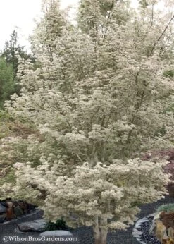 Ukigumo Floating Cloud Ghost Japanese Maple - 3 Gallon Pot (3-4') 11 Ukigumo Floating Cloud Ghost Japanese Maple - 3 Gallon Pot (3-4') -Wilson Bros Gardens Japanese Maple Okigumo 15 1