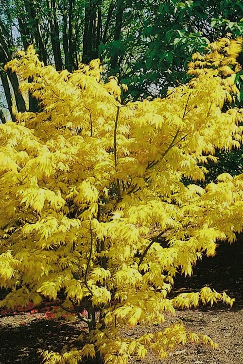 Orange Dream Japanese Maple - 7 Gallon Pot 4 Orange Dream Japanese Maple - 7 Gallon Pot - Image 4