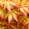 Orange Dream Japanese Maple - 7 Gallon Pot