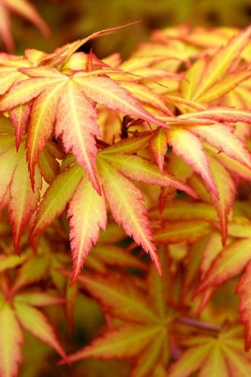 Orange Dream Japanese Maple - 1 Gallon Pot 1 Orange Dream Japanese Maple - 1 Gallon Pot