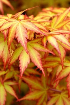 Orange Dream Japanese Maple - 3 Gallon Pot (2-3')