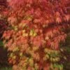 Orange Flame Japanese Maple - 2 Gallon Pot