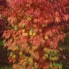 Orange Flame Japanese Maple - 5 Gallon Pot