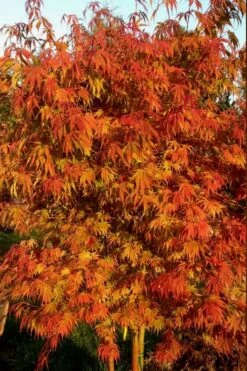 Orange Flame Japanese Maple - 2 Gallon Pot 9 Orange Flame Japanese Maple - 2 Gallon Pot -Wilson Bros Gardens Japanese Maple Orange Flame 12
