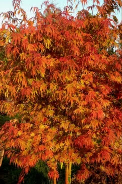 Orange Flame Japanese Maple - 5 Gallon Pot -Wilson Bros Gardens Japanese Maple Orange Flame 12 3