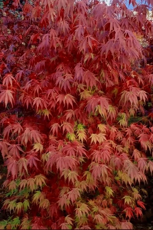 Orange Flame Japanese Maple - 1 Gallon Pot 5 Orange Flame Japanese Maple - 1 Gallon Pot - Image 5