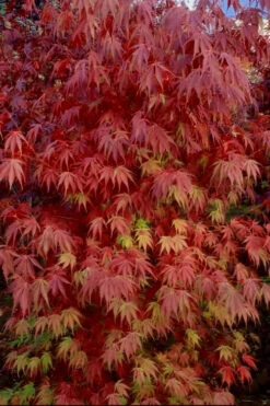 Orange Flame Japanese Maple - 5 Gallon Pot -Wilson Bros Gardens Japanese Maple Orange Flame 13 3