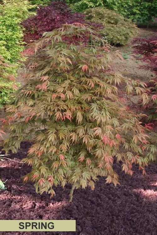 Orange Flame Japanese Maple - 1 Gallon Pot 6 Orange Flame Japanese Maple - 1 Gallon Pot - Image 6