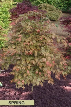 Orange Flame Japanese Maple - 5 Gallon Pot -Wilson Bros Gardens Japanese Maple Orange Flame Spring Color 3