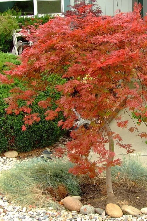 Orangeola Weeping Japanese Maple - 3 Gallon Pot (2-2.5') 5 Orangeola Weeping Japanese Maple - 3 Gallon Pot (2-2.5') - Image 5