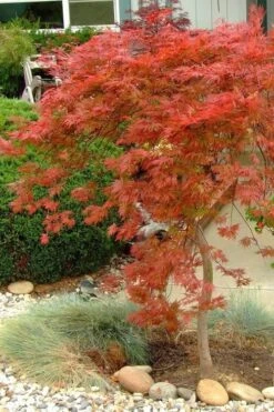 Orangeola Weeping Japanese Maple - 1 Gallon Pot -Wilson Bros Gardens Japanese Maple Orangeola 1 8