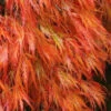 Orangeola Weeping Japanese Maple - 3 Gallon Pot (18 To 24")