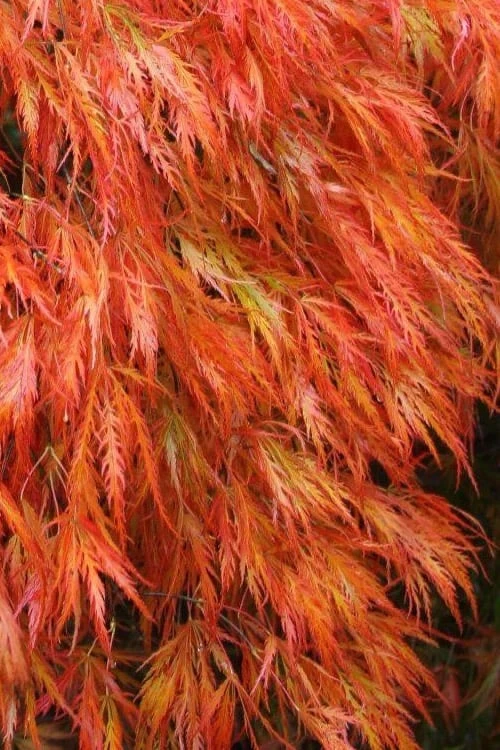 Orangeola Weeping Japanese Maple (High Graft Tree) - 3 Gallon Pot 4 Orangeola Weeping Japanese Maple (High Graft Tree) - 3 Gallon Pot - Image 4