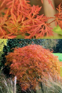 Orangeola Weeping Japanese Maple - 7 Gallon Pot -Wilson Bros Gardens Japanese Maple Orangeola 3 11