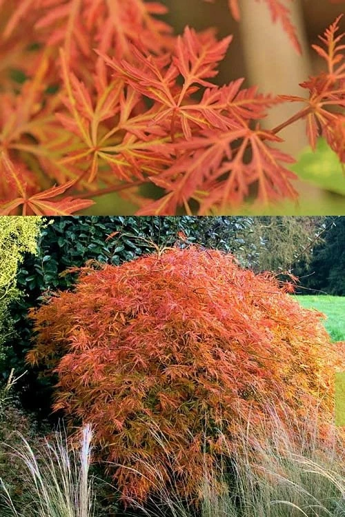 Wilson Bros Gardens -Wilson Bros Gardens Japanese Maple Orangeola 3 4 1