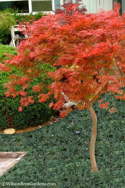 Orangeola Weeping Japanese Maple (High Graft Tree Form) - 1 Gallon Pot 1 Orangeola Weeping Japanese Maple (High Graft Tree Form) - 1 Gallon Pot