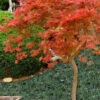 Orangeola Weeping Japanese Maple (High Graft Tree Form) - 2 Gallon Pot